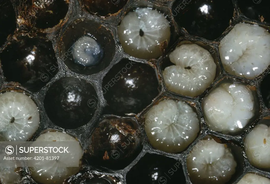 Honey Bee (Apis mellifera) larvae in brood comb