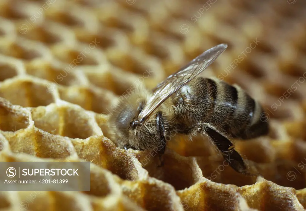 Honey Bee (Apis mellifera) worker putting honey in storage comb