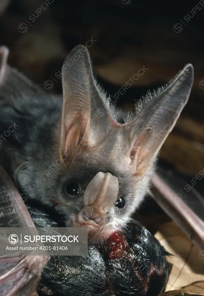 False Vampire (Megaderma lyra) bat eating mouse, India