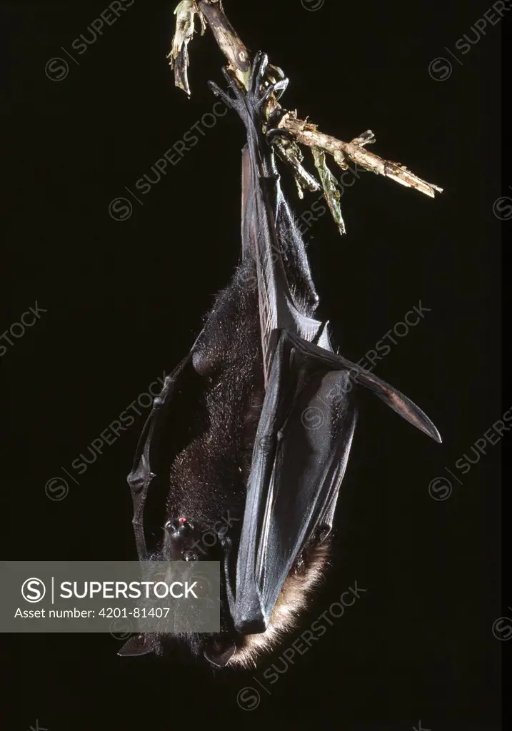 Indian Flying Fox (Pteropus giganteus) hanging from tree at night