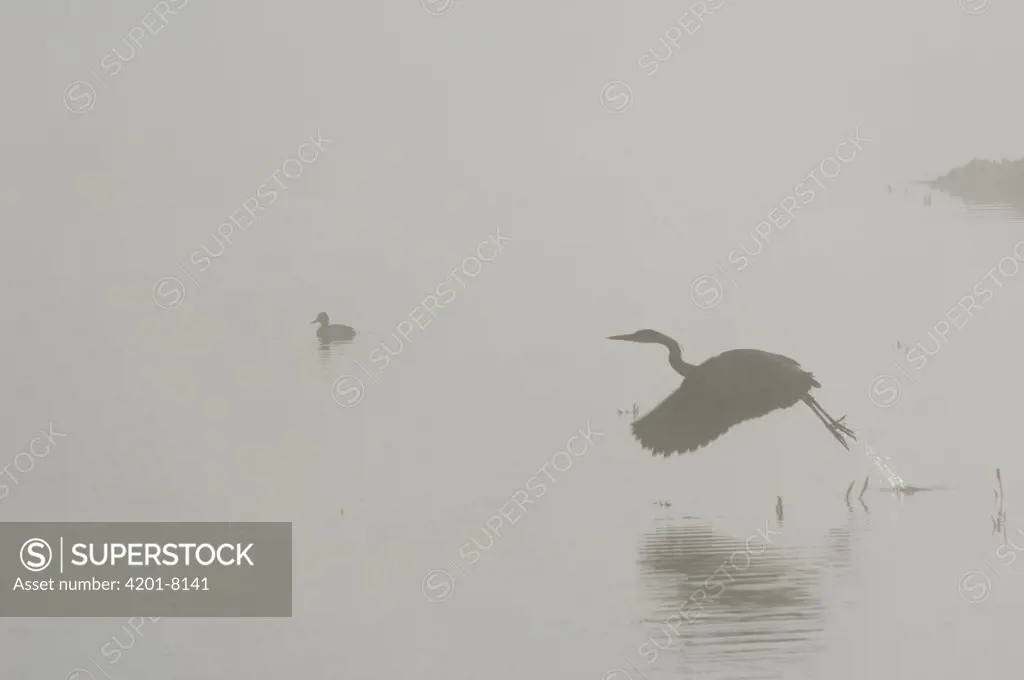 Great Blue Heron (Ardea herodias) taking off on a foggy morning, Yellowstone National Park, Wyoming