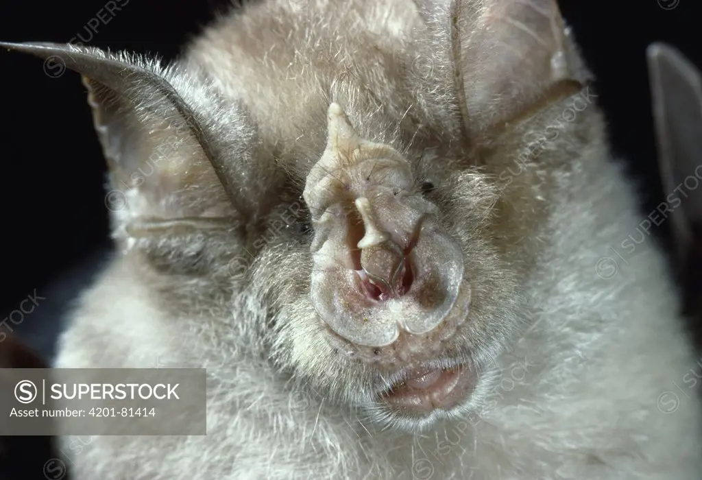 Greater Horseshoe Bat (Rhinolophus ferrumequinum) showing horseshoe-shaped nose