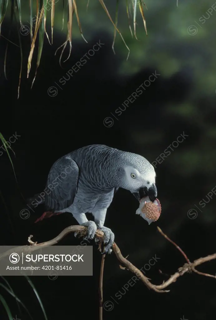 African Grey Parrot (Psittacus erithacus) eating fruit