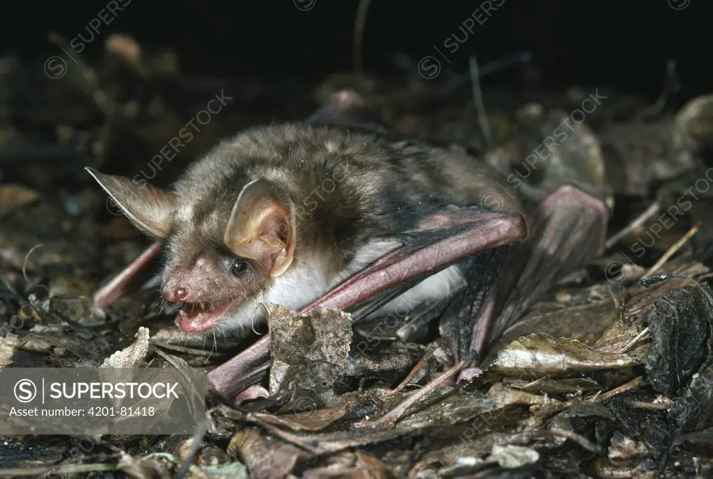 Greater Mouse-eared Bat (Myotis myotis) hunting insects, extinct in England