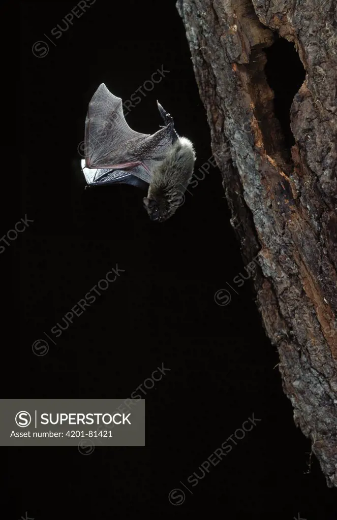Common Pipistrelle (Pipistrellus pipistrellus) flying from hollow tree
