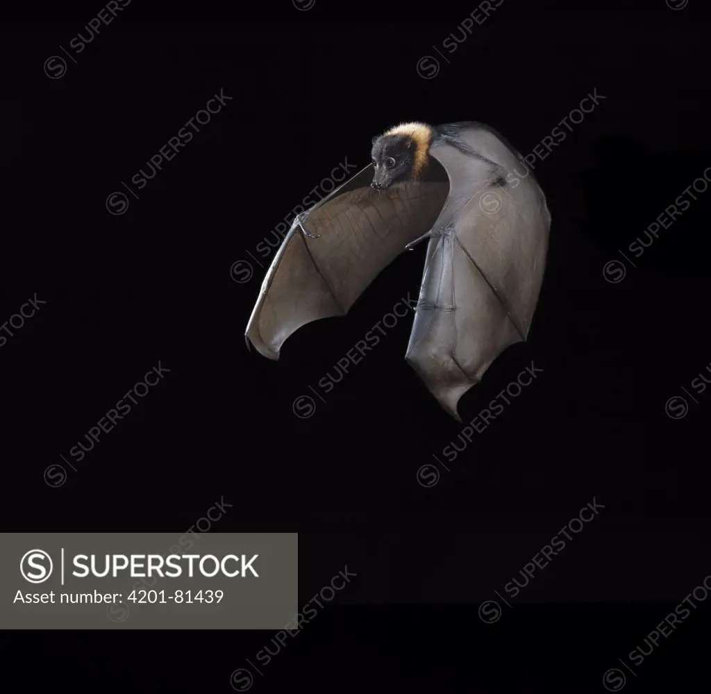 Indian Flying Fox (Pteropus giganteus) flying
