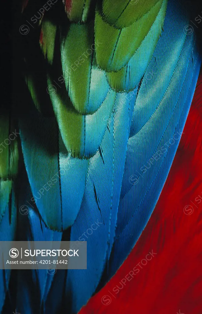 Red and Green Macaw (Ara chloroptera) wing feathers