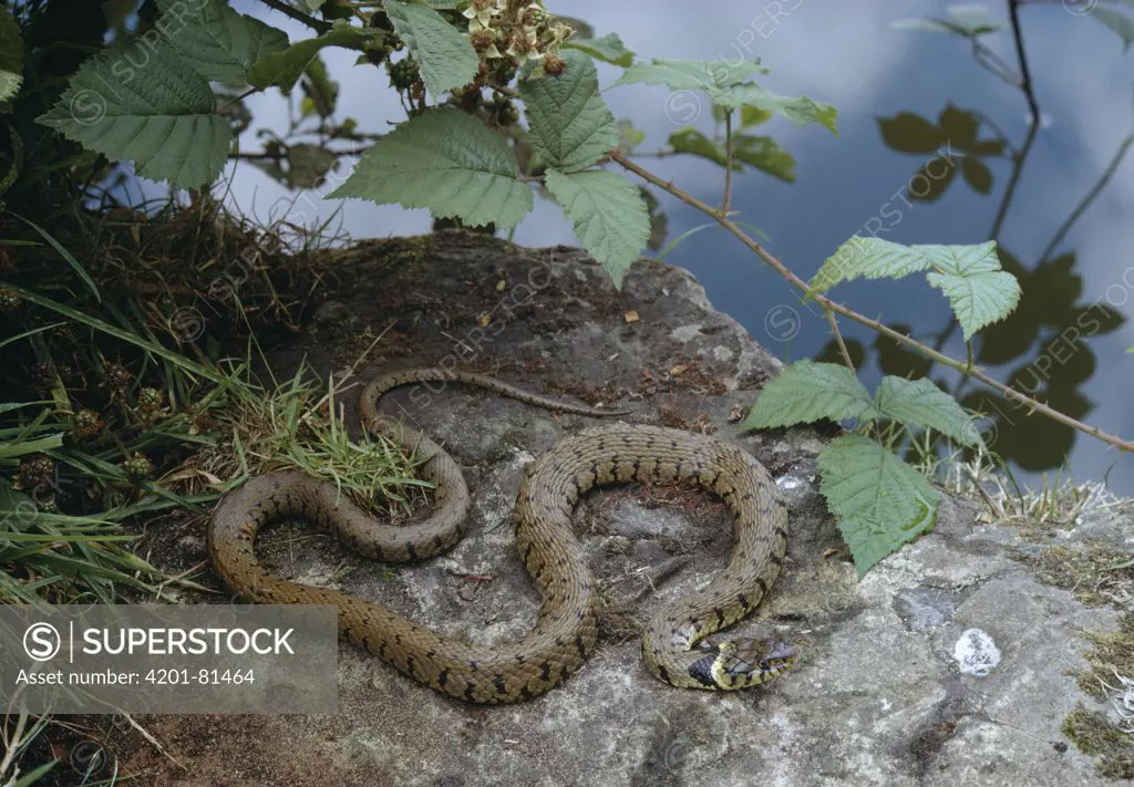 Grass Snake (Natrix natrix) at water's edge