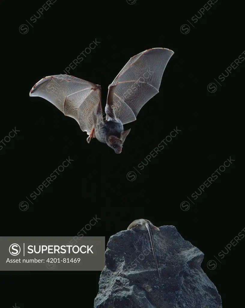 False Vampire Bat (Megaderma lyra) diving for mouse