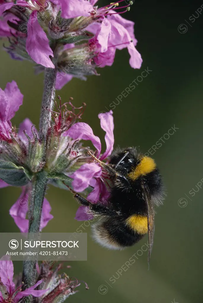 White-tailed Bumblebee (Bombus lucorum) collecting nectar from flower