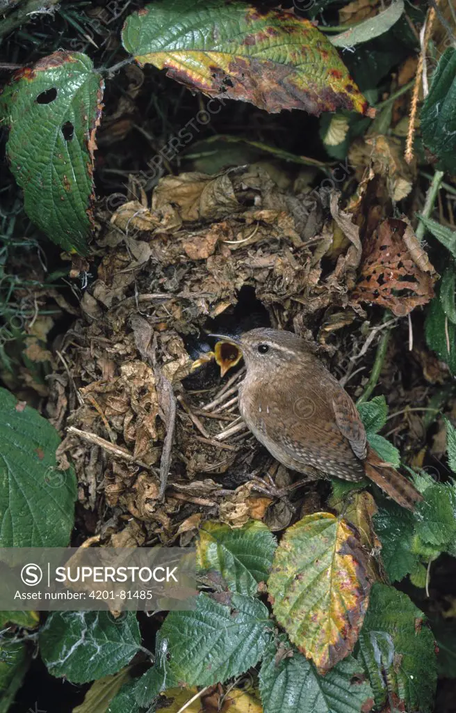 Winter Wren (Troglodytes troglodytes) at nest with chicks
