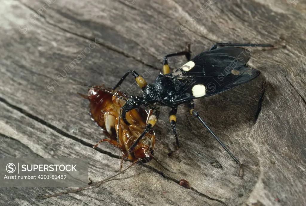 Assassin Bug (Platymeris biguttata) with cockroach prey, Africa