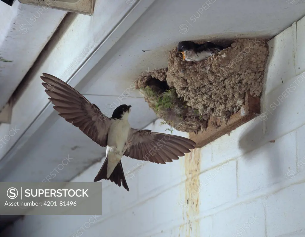 Common House Martin (Delichon urbica) flying to nest with young