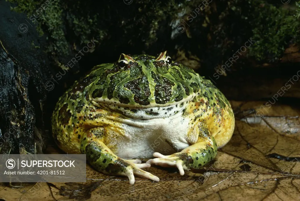 Ornate Horned Frog (Ceratophrys ornata) is one of several species of horned frogs native to the tropical and montane rain forests of South America