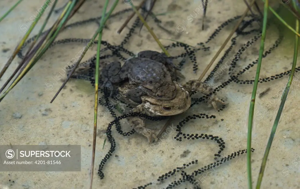 European Toad (Bufo bufo) in amplexus with strings of eggs, Europe