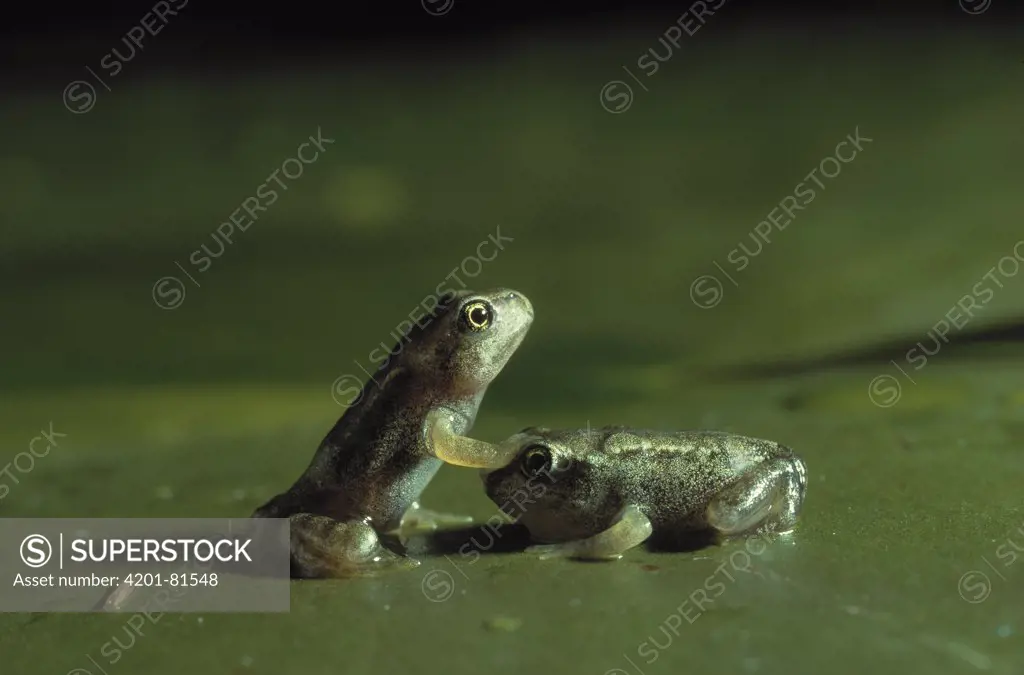 Common Frog (Rana temporaria) froglets on lily pad