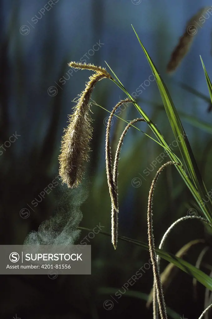 Pendulous Sedge (Carex pendula) shedding pollen