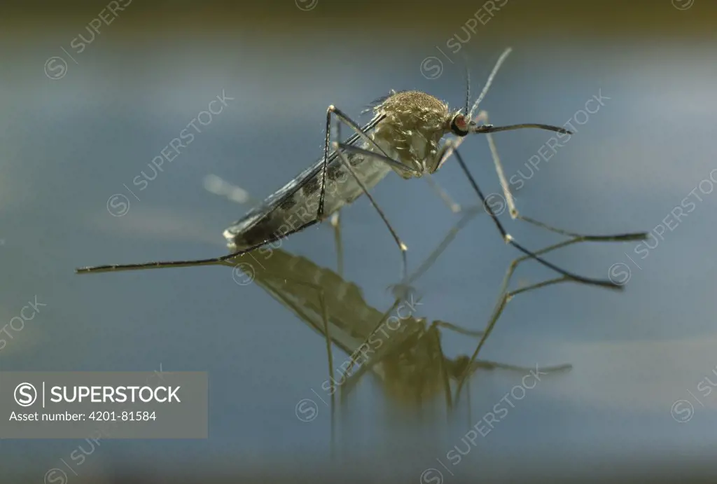 Mosquito (Culex sp) newly emerged from pupa, on water surface