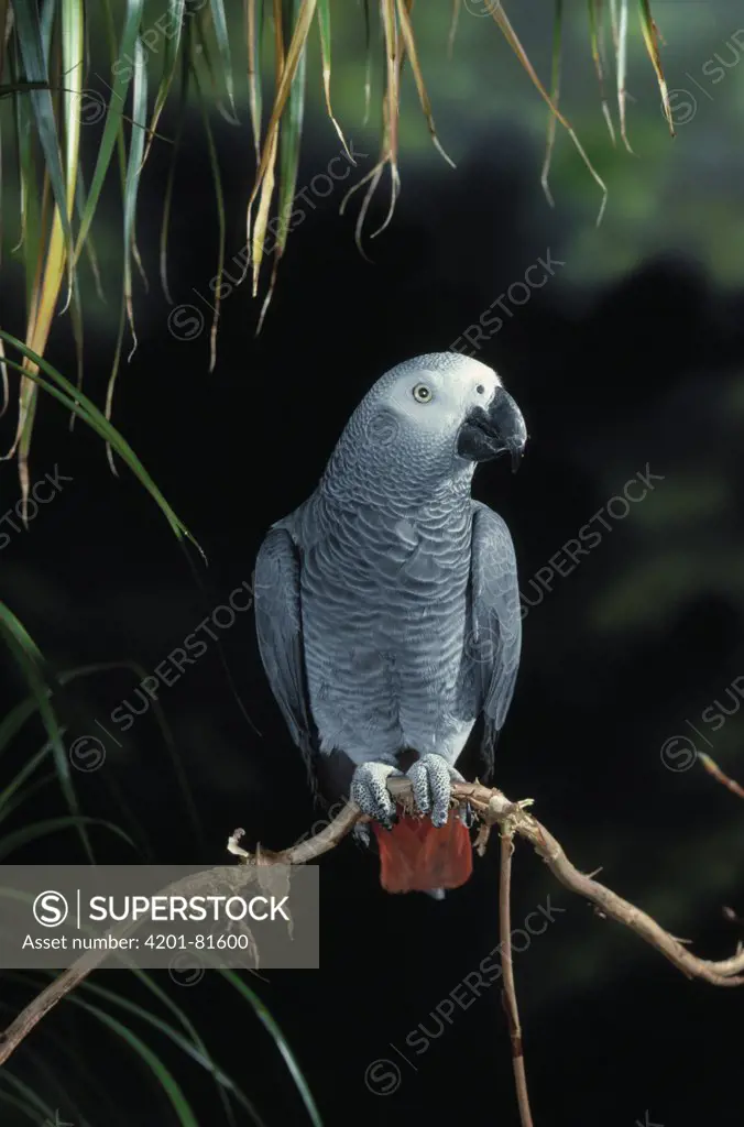 African Grey Parrot (Psittacus erithacus) perching
