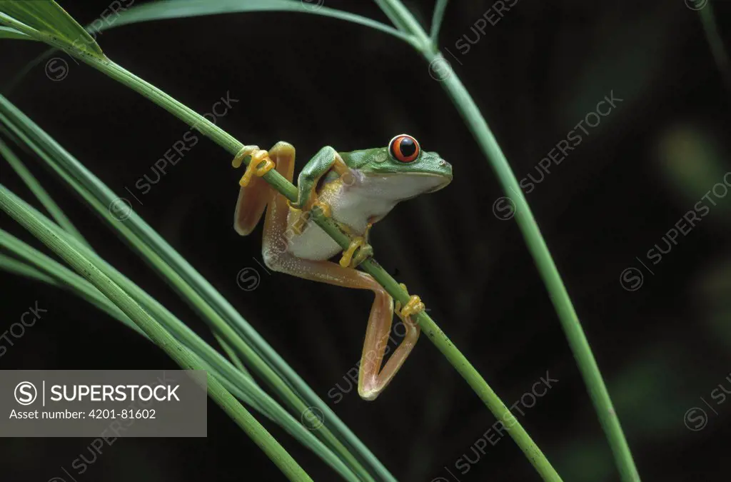 Red-eyed Tree Frog (Agalychnis callidryas) hanging on plant stem