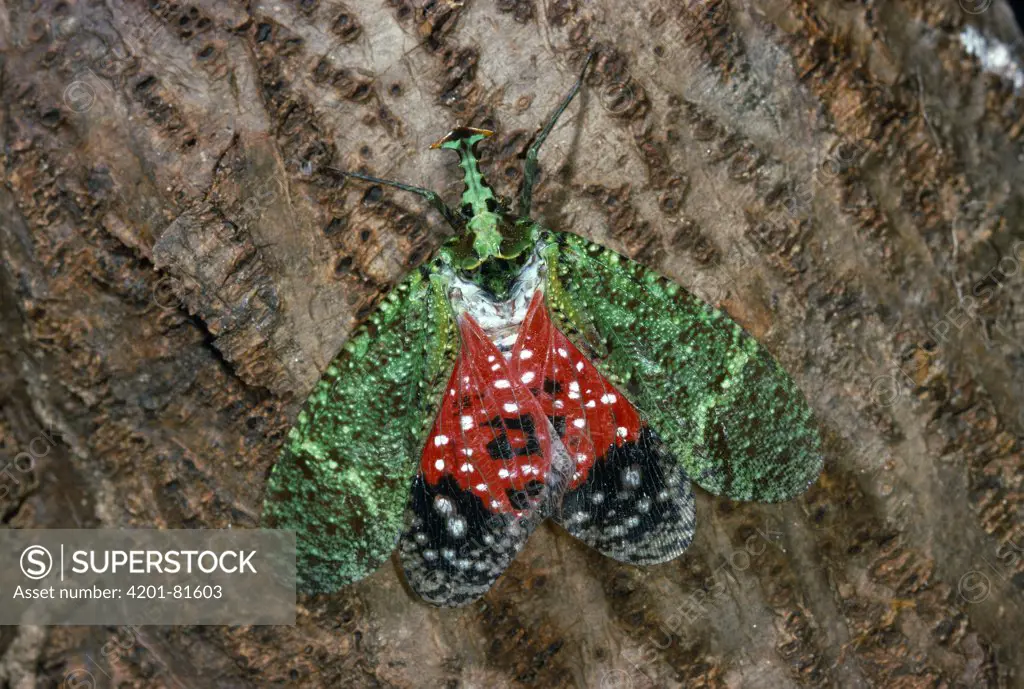 Fulgorid Planthopper (Phrictus ocellatus) profile on tree bark, Venezuela