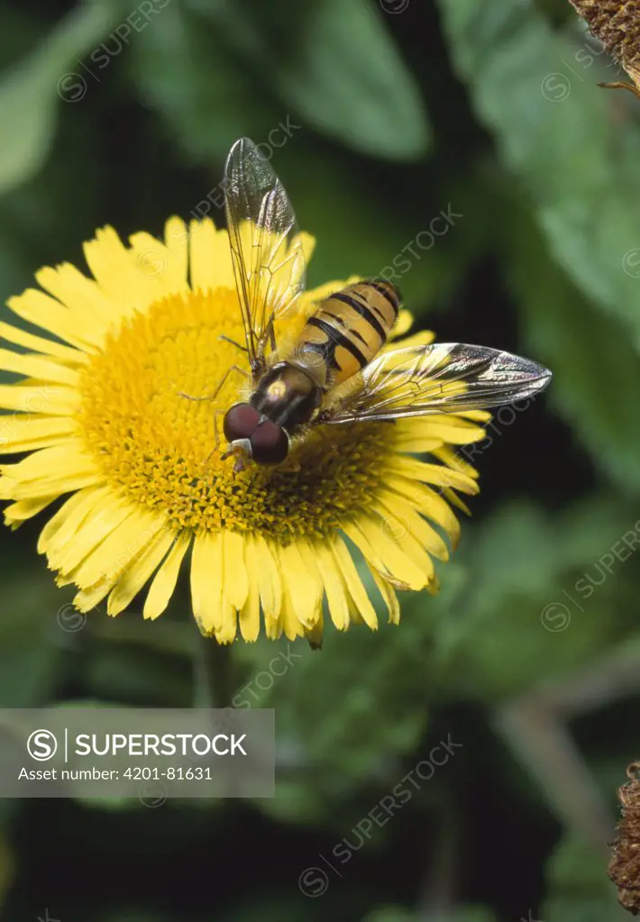 Marmalade Hover Fly (Episyrphus balteatus) on fleabane
