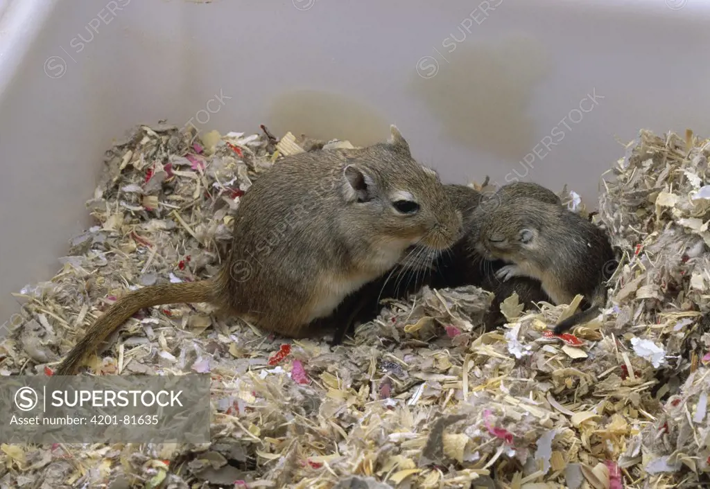 Gerbil with young in nest