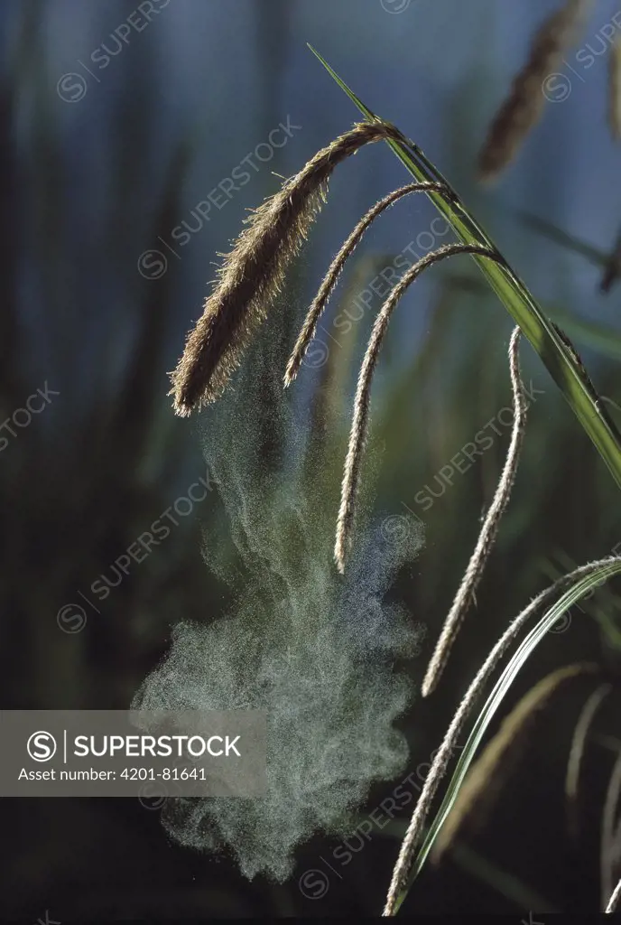 Pendulous Sedge (Carex pendula) releasing pollen onto air current