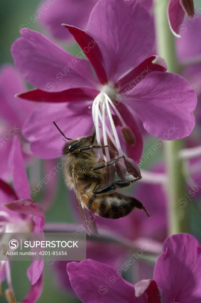 Honey Bee (Apis mellifera) foraging on Fireweed (Epilobium angustifolium)