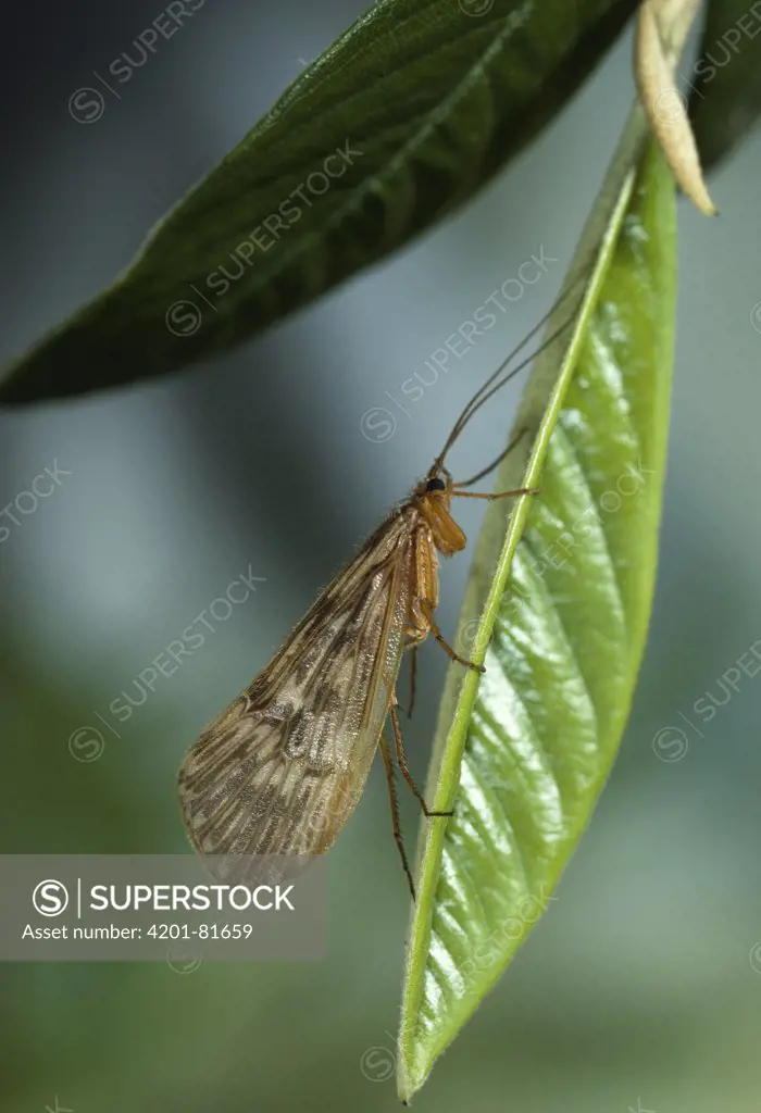 Caddis Fly (Phryganeidae) on leaf