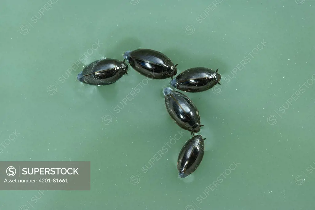 Whirligig Beetle (Gyrinidae) group on water surface