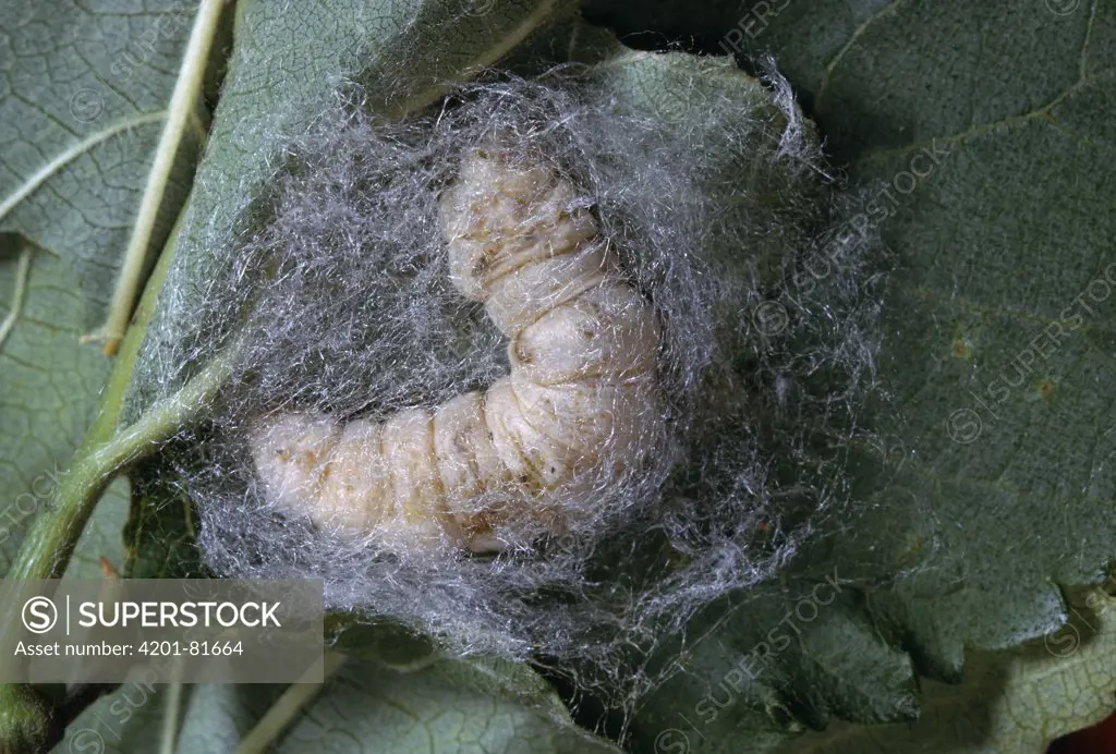 Silkworm (Bombyx mori) larva spinning cocoon
