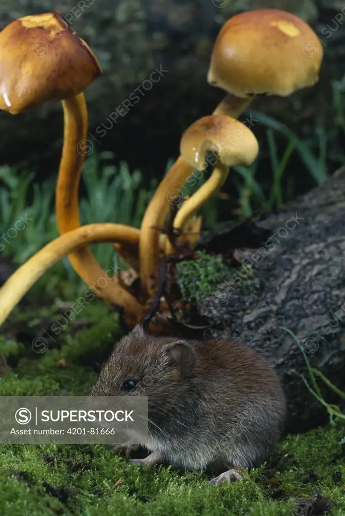 Bank Vole (Clethrionomys glareolus) with toadstools behind