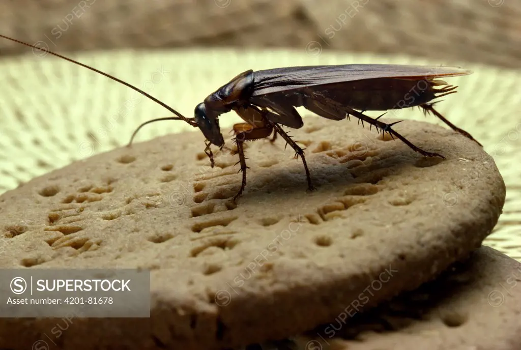 American Cockroach (Periplaneta americana) on biscuit