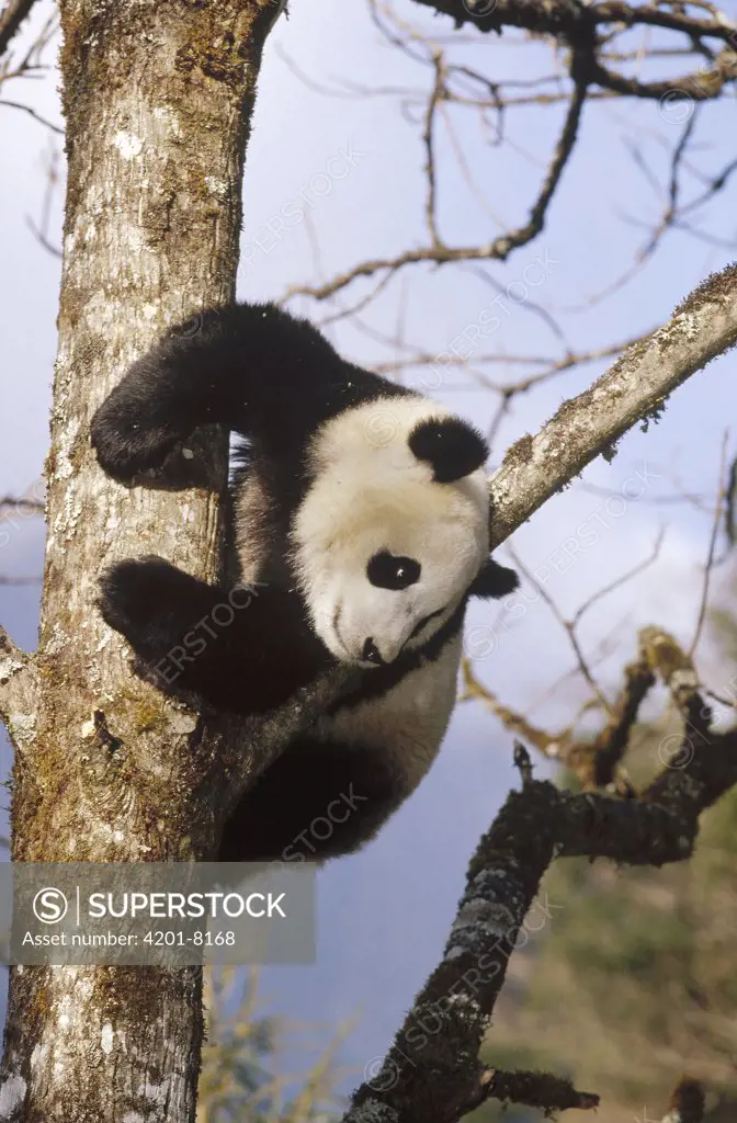 Giant Panda (Ailuropoda melanoleuca) in tree, Wolong Valley, Himalaya, China