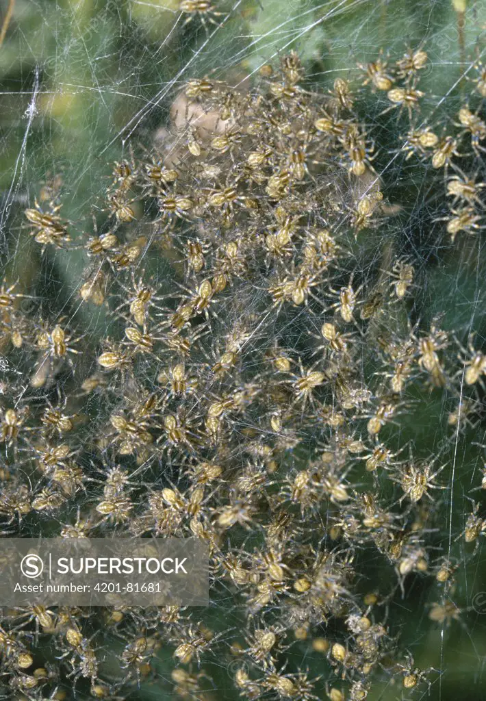 Nest of young spiders