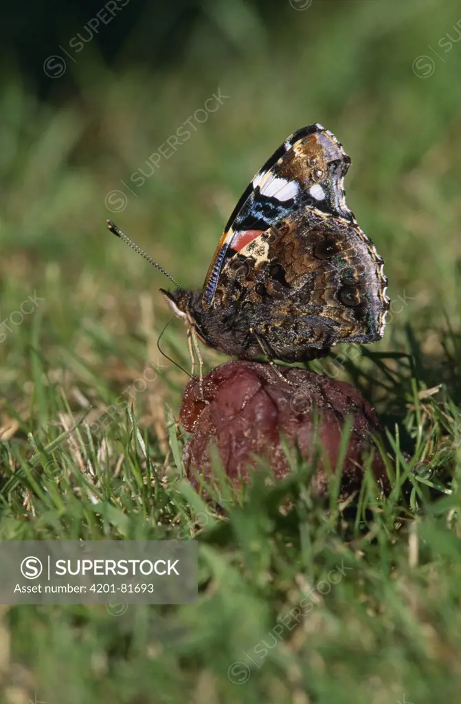 Red Admiral (Vanessa atalanta) butterfly feeding on fallen plum