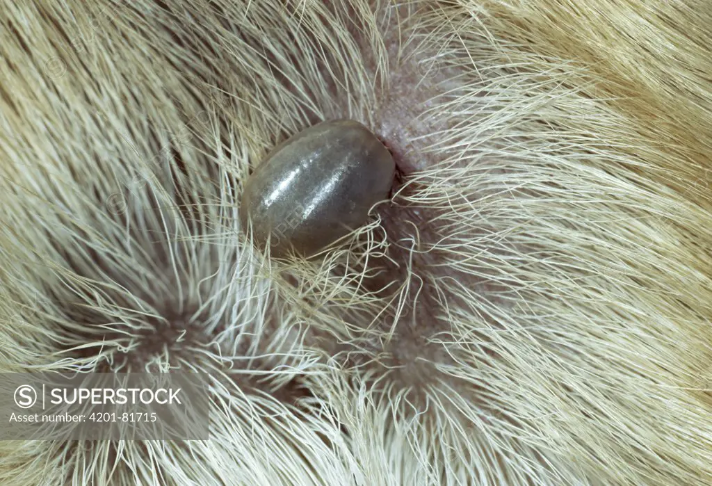 Sheep Tick (Ixodes ricinus) filled with blood, on dog