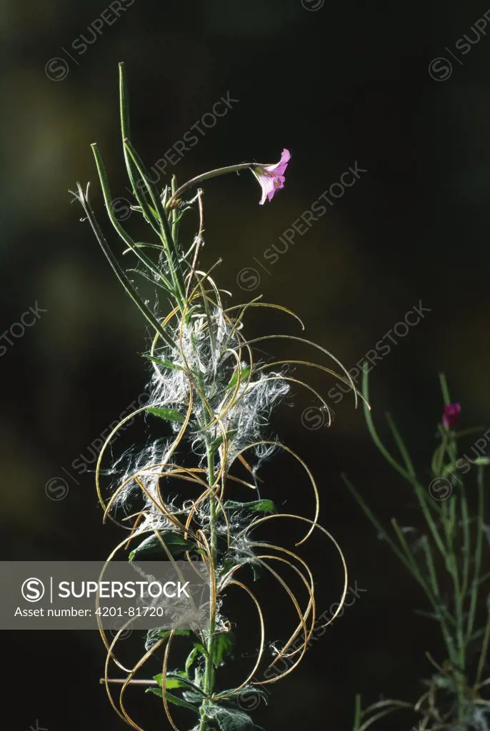 Great Willowherb (Epilobium hirsutum) with flower and ripe seeds, example of wind dispersal