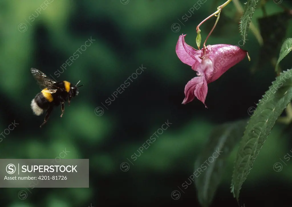 White-tailed Bumblebee (Bombus lucorum) approaching flower