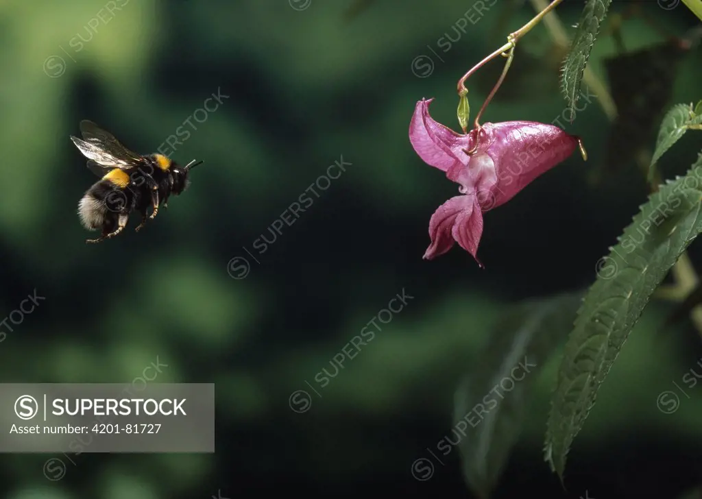 White-tailed Bumblebee (Bombus lucorum) approaching flower trailing cobweb
