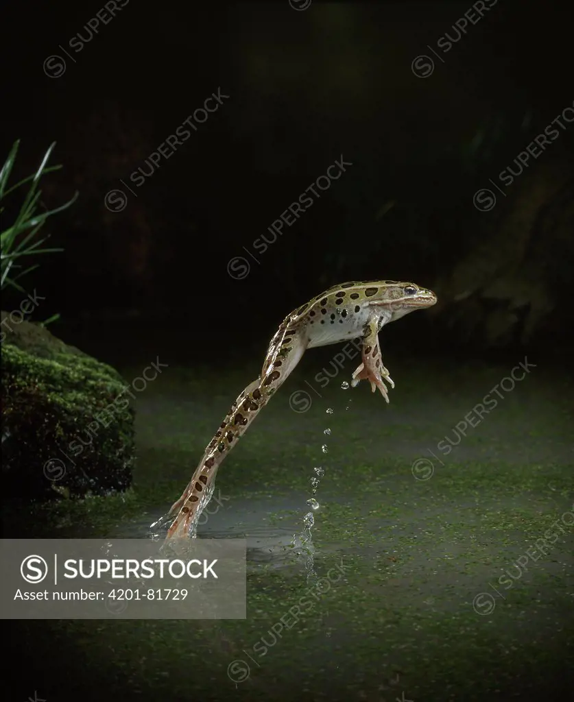 Northern Leopard Frog (Rana pipiens) leaping