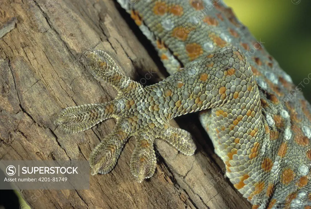 Tokay Gecko (Gecko gecko) close up detail of foot