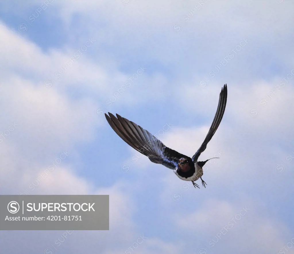 Barn Swallow (Hirundo rustica) flying