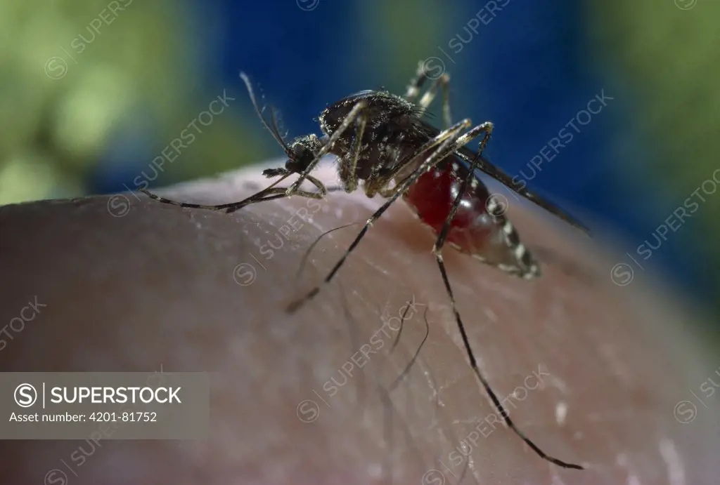 Mosquito (Culex sp) female feeding on human