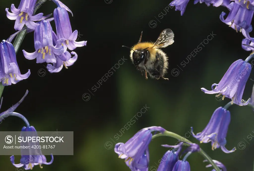 Brown Bumblebee (Bombus pascuorum) flying over bluebell