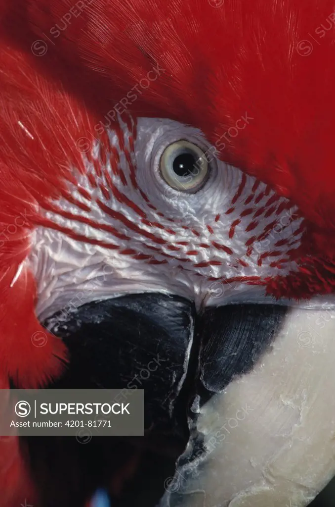 Red and Green Macaw (Ara chloroptera) face