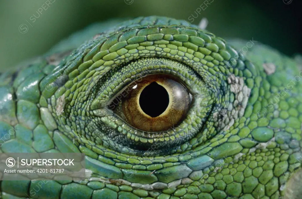 Green Iguana (Iguana iguana) eye