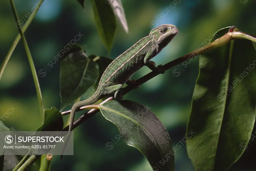 Jeweled Chameleon (Furcifer lateralis) on thin branch