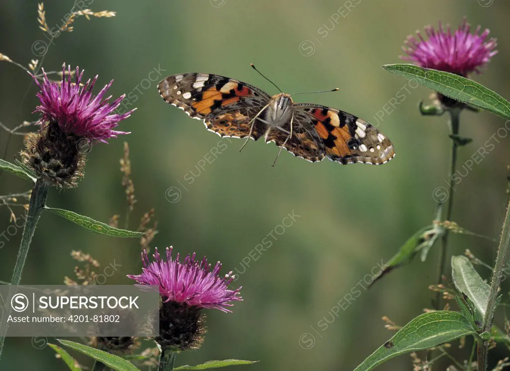 Painted Lady (Vanessa cardui) butterfly flying over knapweed